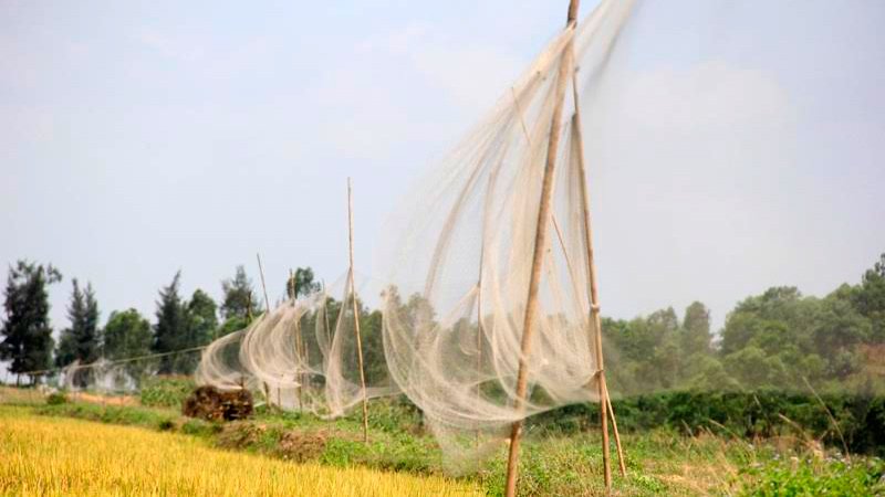 Đàn[-]chim[-]bị[-]khâu[-]mắt[-]để[-]nhử[-]đồng[-]loại[-]ở[-]Hà[-]Tĩnh
